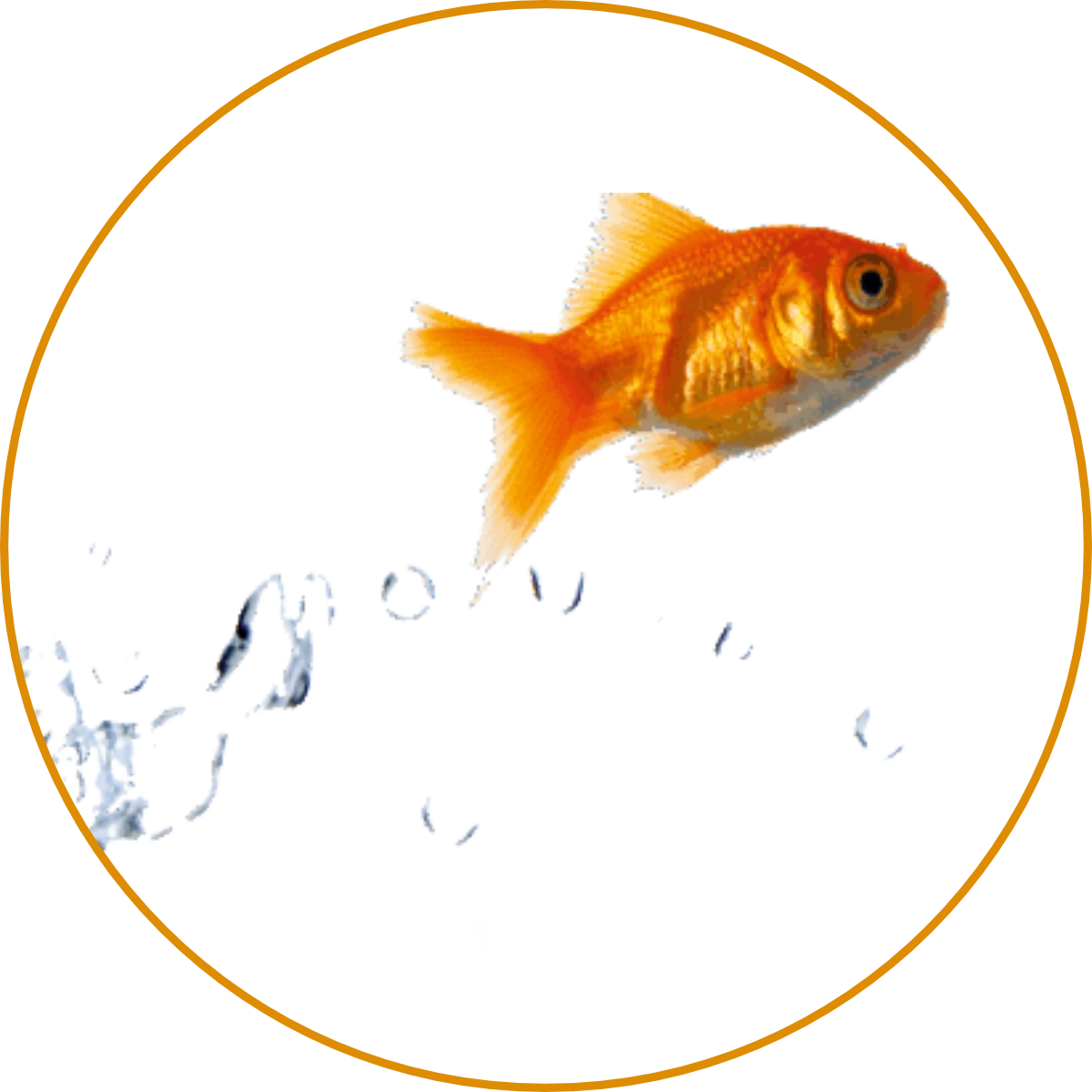 Kosemtik Burdinski-Goldfisch wir sind das Team von Kosmetik Burdinski